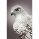 Lladro Classic Sculpture, Gyrfalcon Sculpture. Limited Edition