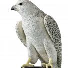 Swarovski Myriad Kedari Falcon, Large, Limited Edition